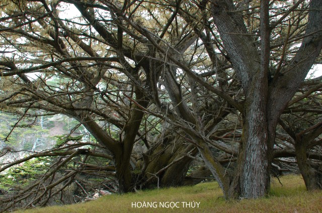 THUY#1x.jpg NGÀN CÂY XANH BIẾC