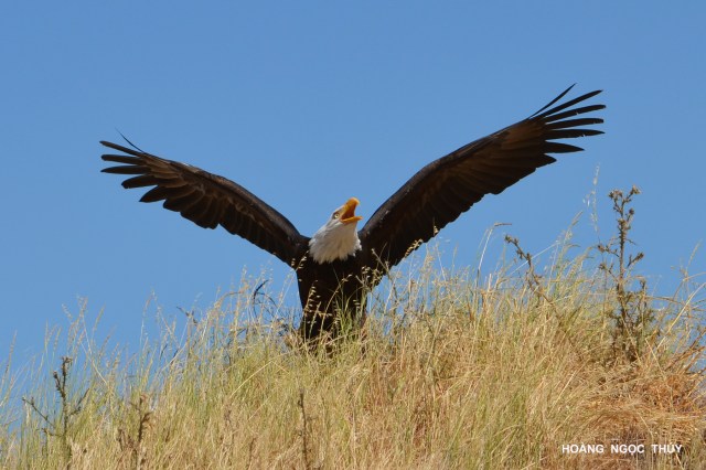 BALD EAGLE 4x6 b DSC_0366