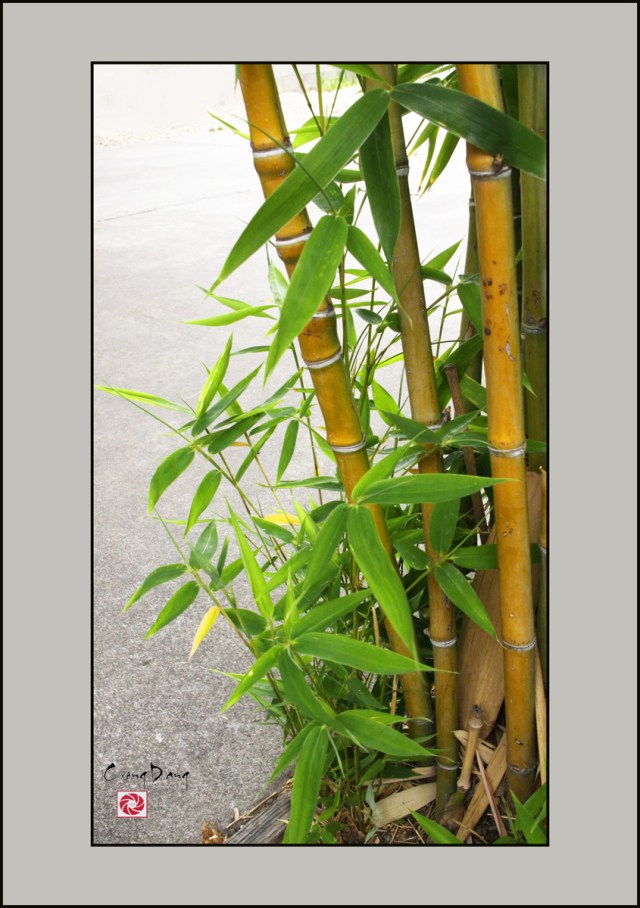 Lòng ngay dạ thẳng -ed