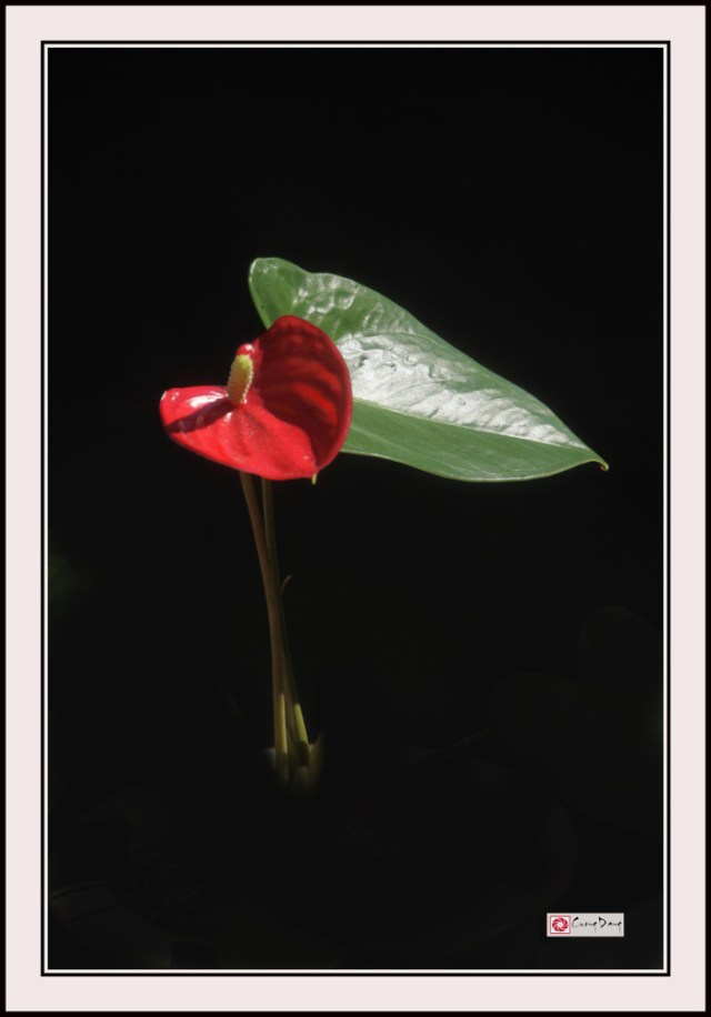 Hoa hồng môn 3-ed