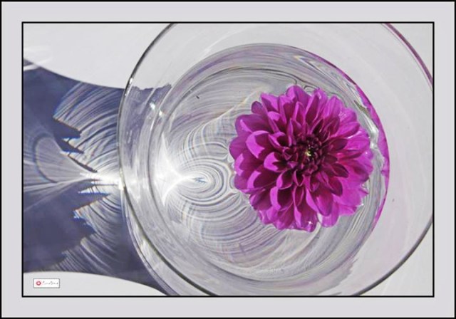 Bông thược dược Tần