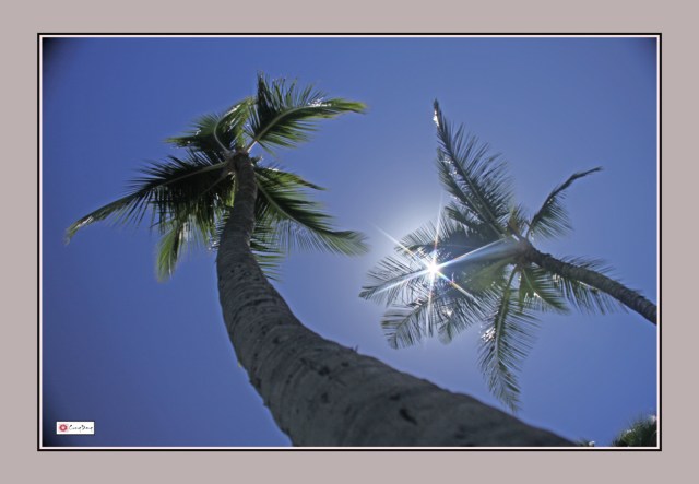 Hawaii 5-Nắng hạ vườn dừa