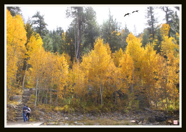 Lên động hoa vàng (ed)