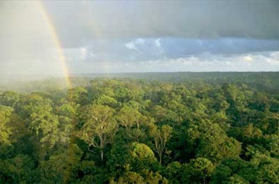 Rung_mua_nhiet_doi_1