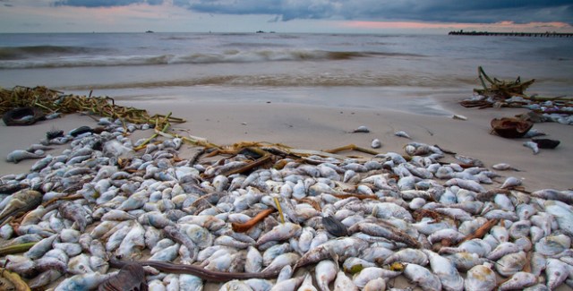 A lot of dead fish on the beach