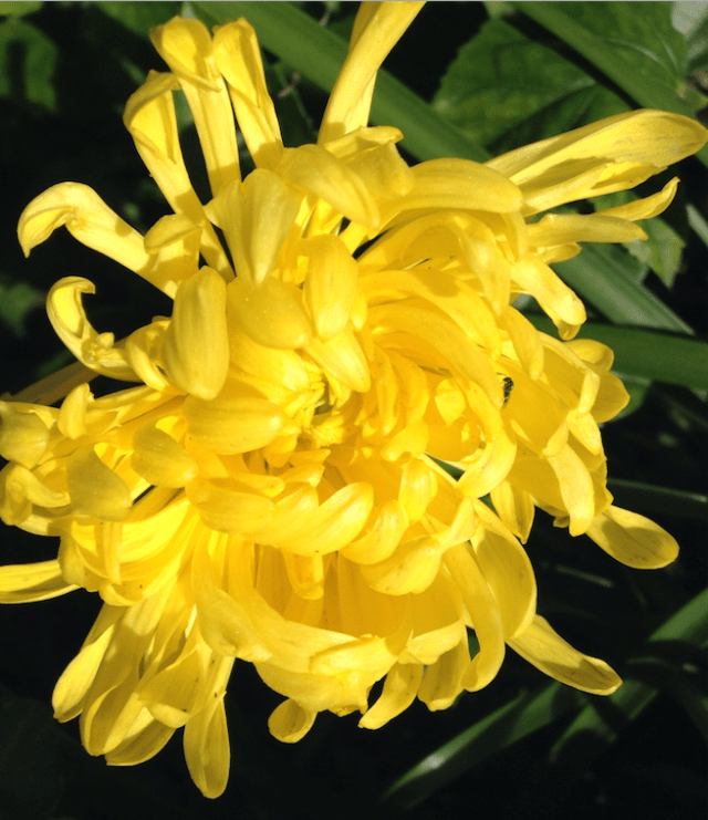 screen-shot-2017-01-14-at-1-12-19-pm