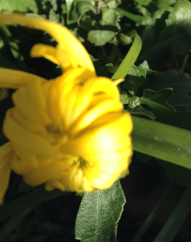 screen-shot-2017-01-14-at-1-13-13-pm