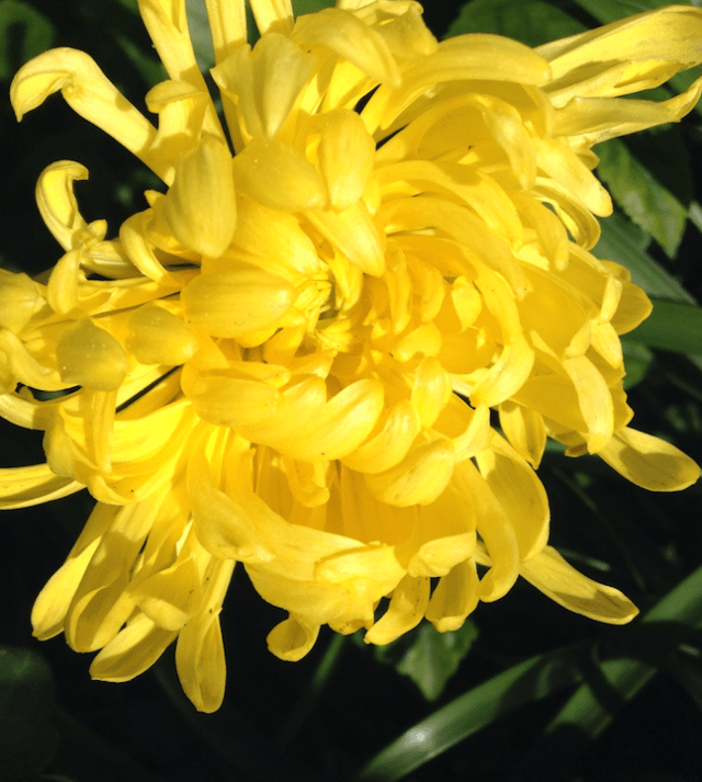 screen-shot-2017-01-14-at-1-14-03-pm