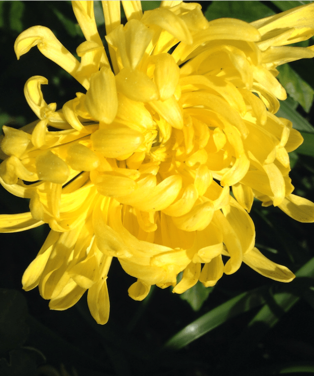 screen-shot-2017-01-14-at-1-18-10-pm