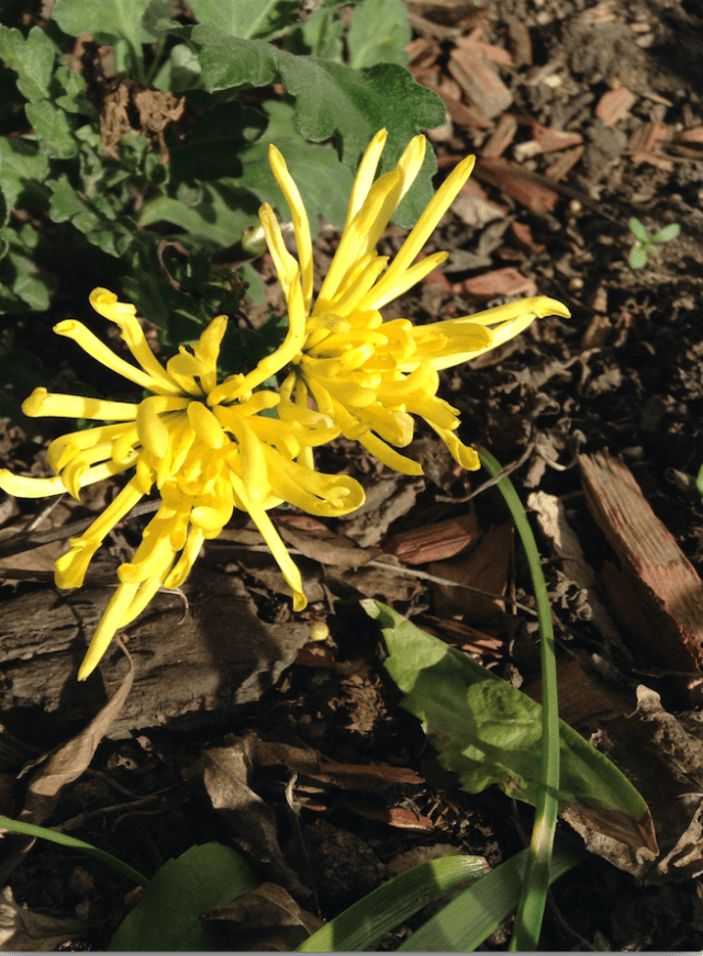 screen-shot-2017-01-14-at-1-19-06-pm