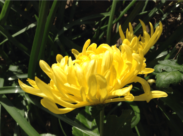 screen-shot-2017-01-14-at-1-19-48-pm