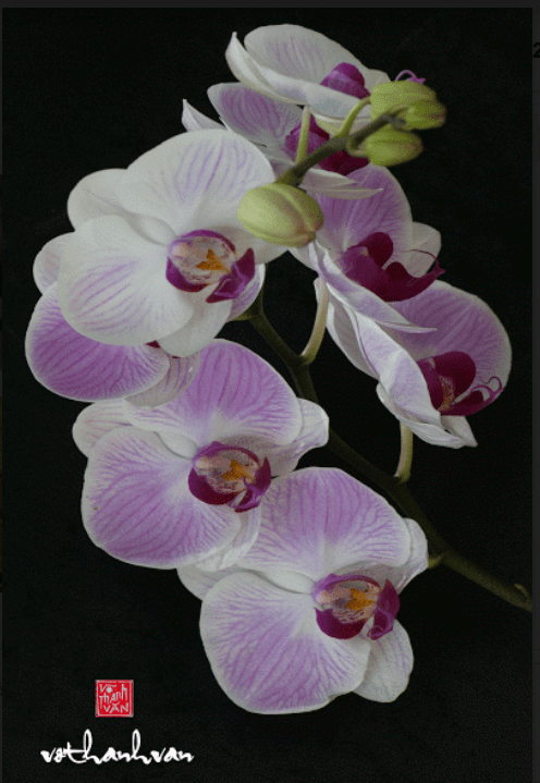 screen-shot-2017-02-03-at-6-24-52-pm