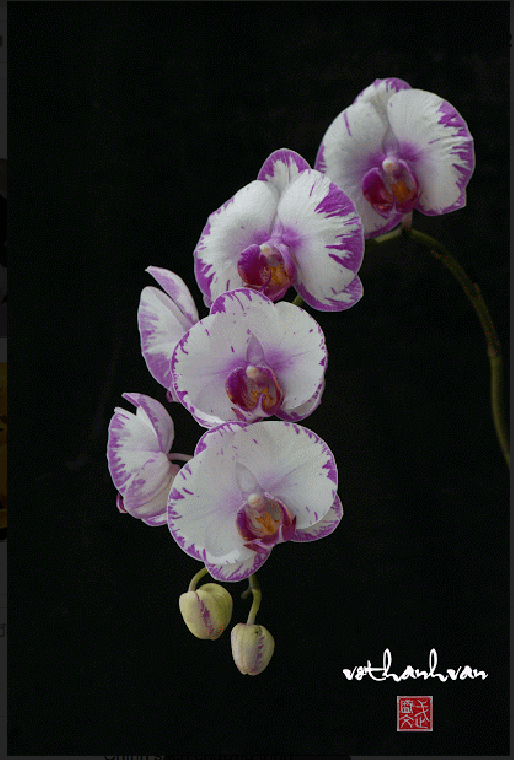 screen-shot-2017-02-03-at-6-27-47-pm