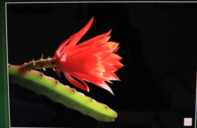 Screen Shot 2017-06-03 at 5.58.28 PM.png