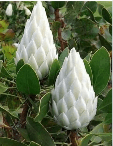 Screen Shot 2020-06-01 at 9.25.42 PM